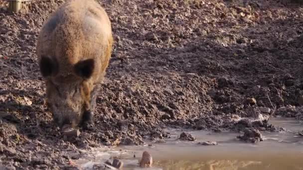 Großaufnahme Eines Großen Männlichen Wildschweins Dreck Einem Sonnigen Herbsttag — Stockvideo