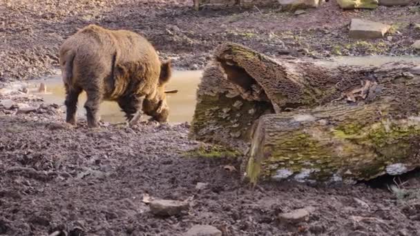 Detailní Záběr Velkého Samce Divokého Prasete Hlíně Slunný Den Podzim — Stock video