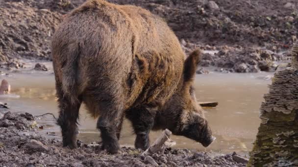 Primer Plano Jabalí Macho Grande Tierra Día Soleado Otoño — Vídeo de stock