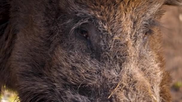 Close Large Male Wild Boar Pig Dirt Sunny Day Autumn — Stock Video