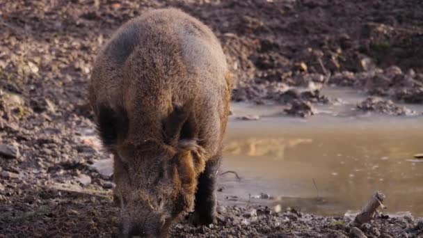 Närbild Stora Hannar Vildsvin Smuts Solig Dag Hösten — Stockvideo