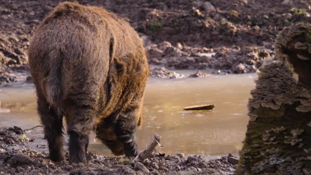 Primer Plano Jabalí Macho Grande Tierra Día Soleado Otoño — Vídeo de stock