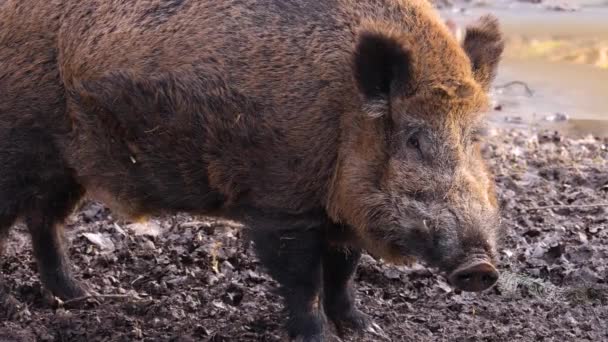 Primer Plano Jabalí Macho Grande Tierra Día Soleado Otoño — Vídeo de stock