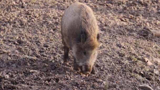 Blisko Dużych Samców Dzika Świnia Brudzie Słoneczny Dzień Jesienią — Wideo stockowe