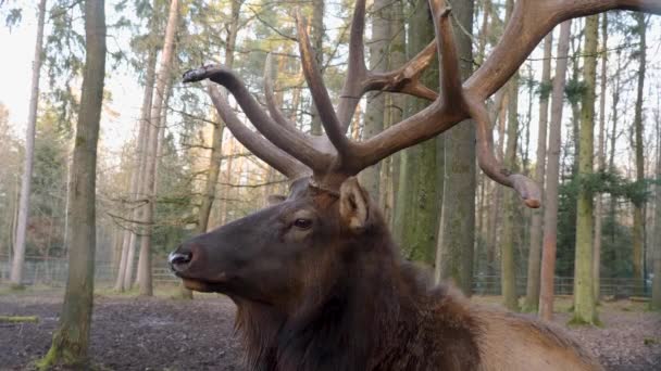 Zbliżenie Głowy Oka Jelenia Łosia Wapiti Słoneczny Dzień Jesienią — Wideo stockowe