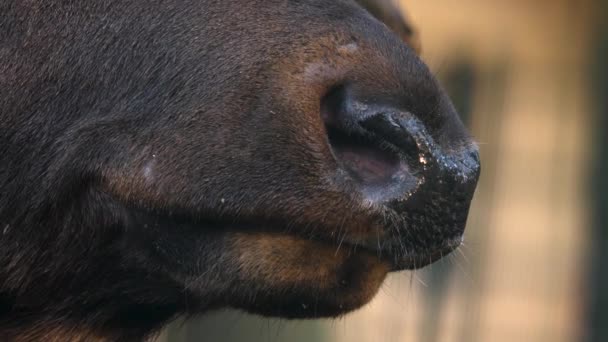 Närbild Älg Wapiti Rådjur Huvud Och Öga Solig Dag Hösten — Stockvideo