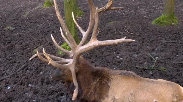 Primer Plano Alce Wapiti Ciervos Cabeza Ojo Día Soleado Otoño — Vídeo de stock