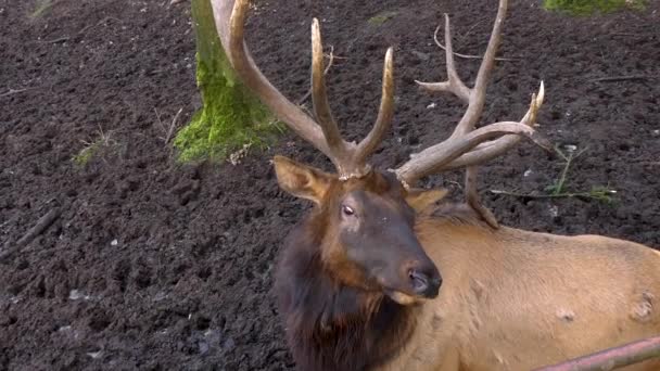 Primer Plano Alce Wapiti Ciervos Cabeza Ojo Día Soleado Otoño — Vídeos de Stock