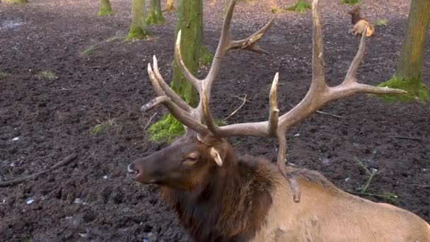 Primer Plano Alce Wapiti Ciervos Cabeza Ojo Día Soleado Otoño — Vídeos de Stock