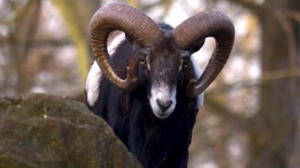 Sluiten Van Ram Schaap Moeflon Zonnige Dag Herfst — Stockvideo