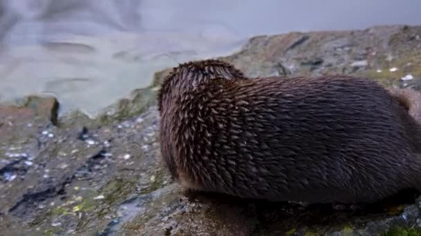 Close Lontra Rio Uma Rocha Olhando Para Direita Sobre Água — Vídeo de Stock