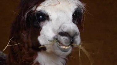 Lama 'nın kapanışı Sonbahar Çiğnemesinde