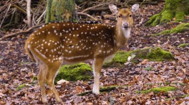Sonbaharın güneşli bir gününde Eksen geyiğine yakın dur..