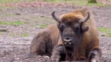 Bizon sonbaharda soğuk ve güneşli bir günde yere uzanmış etrafa bakıyor.