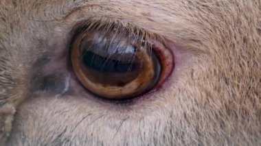 Bir keresinde göz kırpan bir erkek geyiğin gözünü kapat..