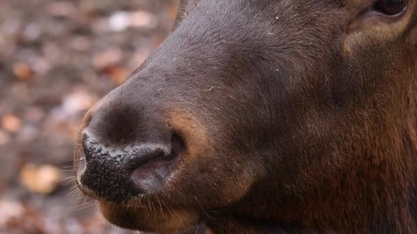 Close Van Elk Wapiti Hertenneus — Stockvideo