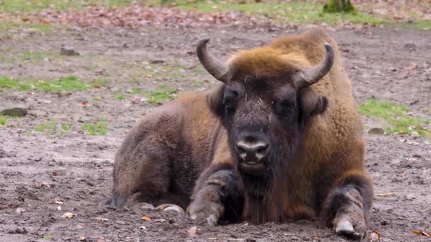 Bisonte Tendido Suelo Mirando Alrededor Día Frío Soleado Otoño — Vídeo de stock