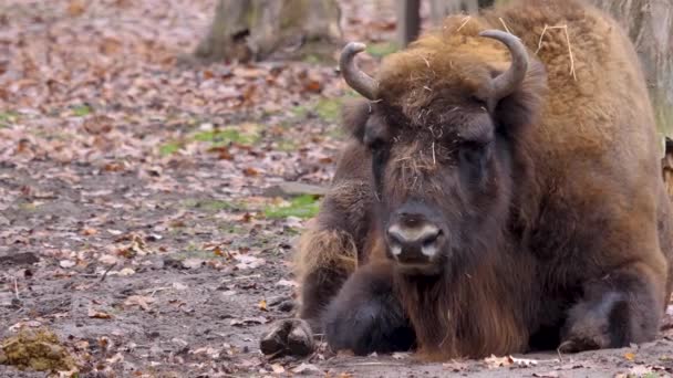 Bison Ligger Marken Ser Sig Omkring Kall Solig Dag Hösten — Stockvideo