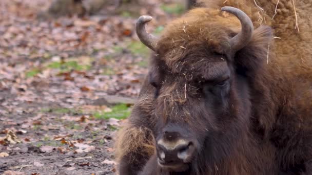 Bisonte Tendido Suelo Mirando Alrededor Día Frío Soleado Otoño — Vídeo de stock