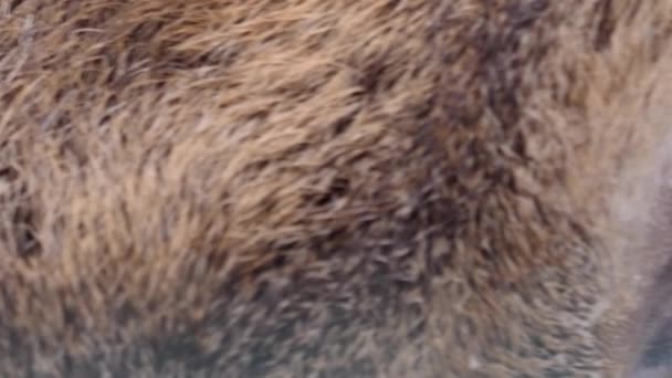 Primo Piano Occhio Cervo Diga Maschio Dalla Parte Anteriore — Video Stock