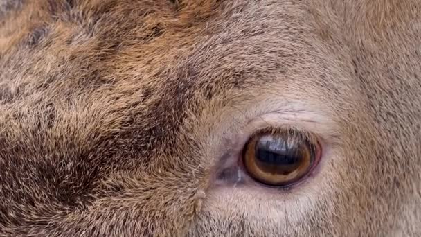 Close Male Dam Deer Eye Sunny Day Autumn — Stock Video