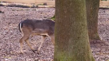Sonbaharın güneşli bir gününde ormanda erkek baraj geyiğine yakın..