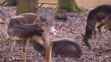 Sonbaharın güneşli bir gününde ormanda erkek baraj geyiğine yakın..