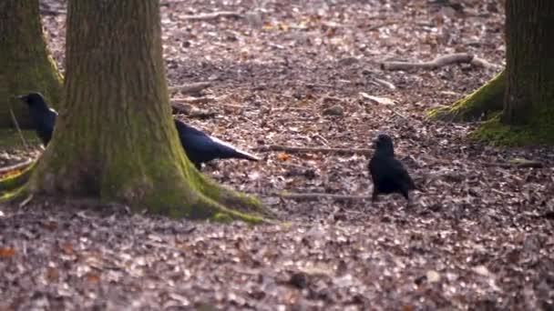 Sluiten Van Raven Wandelen Door Het Bos Een Zonnige Dag — Stockvideo