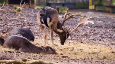 Erkek baraj geyiğinin yakınında güneşli bir sonbahar gününde ormanda boynuzlarıyla bir dişiyi nazikçe okşuyor..