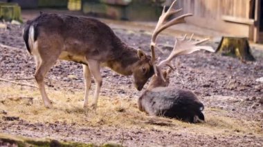 Erkek baraj geyiğinin yakınında güneşli bir sonbahar gününde ormanda boynuzlarıyla bir dişiyi nazikçe okşuyor..