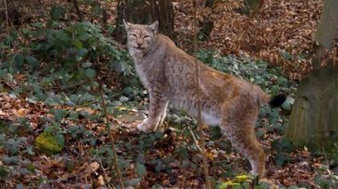 Güneşli bir sonbahar gününde ormanda vaşak kapanır.