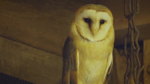 Close Two Barn Owl Barn — Stock Video