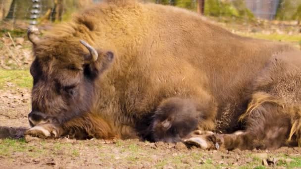 Bison Liggend Grond Kijkend Rond Een Koude Zonnige Dag Herfst — Stockvideo