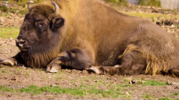 Bison Ligger Marken Ser Sig Omkring Kall Solig Dag Hösten — Stockvideo