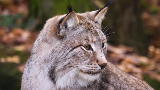 Close Lynx Sunny Day Autumn Woods — Stock Video