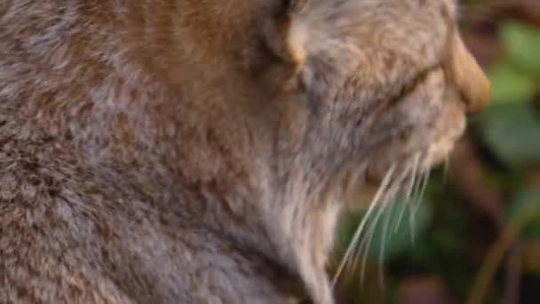Sluiten Van Lynx Een Zonnige Herfstdag Het Bos — Stockvideo