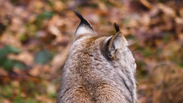 Close Lynx Sunny Day Autumn Woods — Stock video