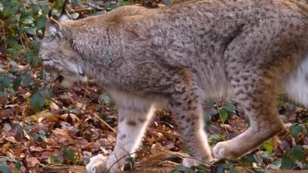 Großaufnahme Einer Luchskatze Die Einem Sonnigen Herbsttag Gähnt — Stockvideo