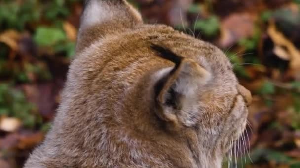 Close Lynx Cat Sunny Day Autumn — Stock video