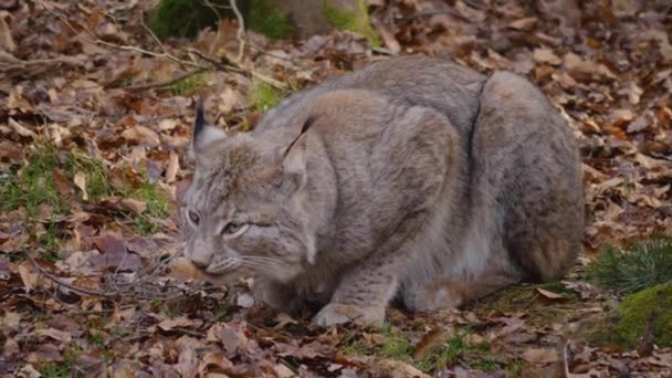 Close Lynx Sunny Day Autumn Woods — Stock Video