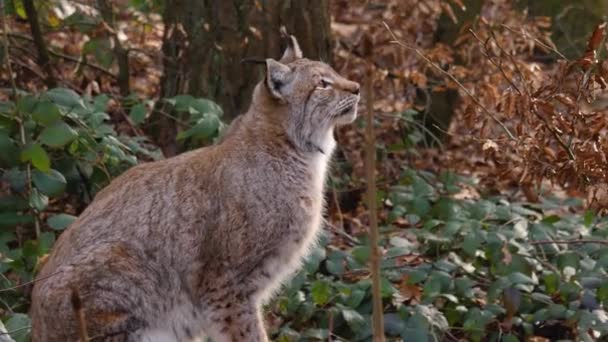 Close Lynx Sunny Day Autumn Woods — Stock Video