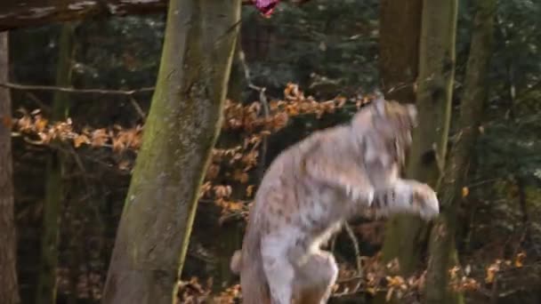Gros Plan Lynx Par Une Journée Ensoleillée Automne Dans Les — Video