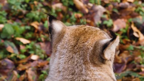 Sluiten Van Lynx Een Zonnige Herfstdag Het Bos — Stockvideo