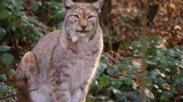 Close Lince Una Giornata Sole Autunno Nel Bosco — Video Stock