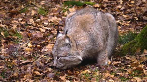 Menutup Lynx Pada Hari Yang Cerah Musim Gugur Hutan — Stok Video