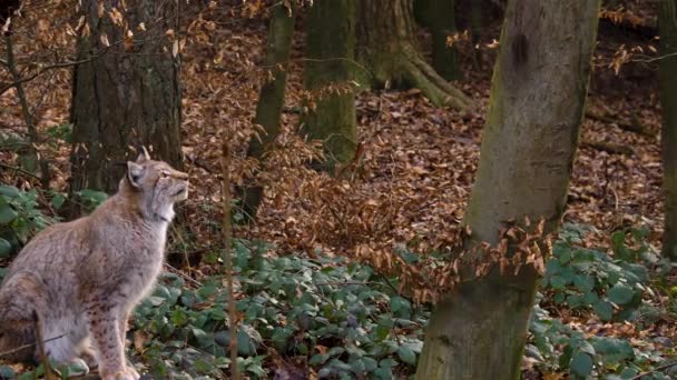 Close Lynx Sunny Day Autumn Woods — Stock video