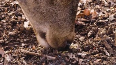 Sonbaharın güneşli bir gününde kızıl geyiğe yakın.