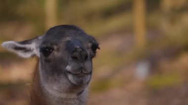 Sonbaharın güneşli bir gününde Guanaco 'yu kapatın.