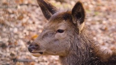 Sonbaharın güneşli bir gününde kızıl geyiğe yakın.