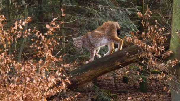 Close Lynx Sunny Day Autumn Woods — Stock video